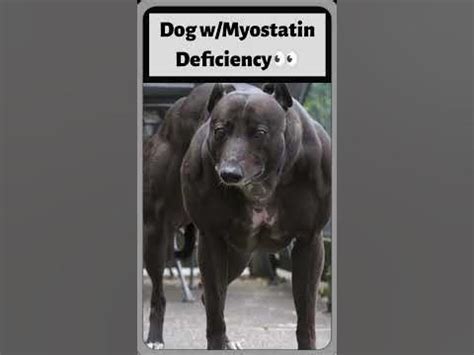 dog with myostatin deficiency